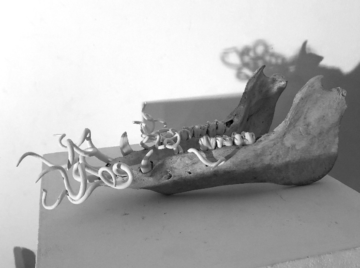 Mâchoire sanglier Mâchoire de sanglier, porcelaine Dim.: 30 x 11 cm